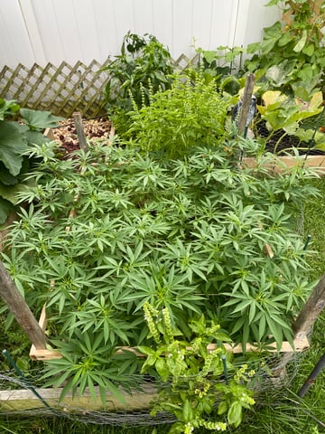 queen of soul X cap junky  — flower, day 129