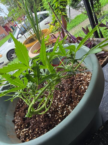 Green Gelato Auto — flower, day 40