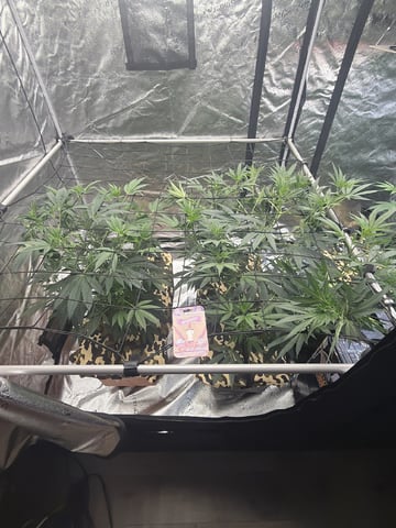 Humboldt, Hella Jelly. Jelly Donut  — flower, day 50