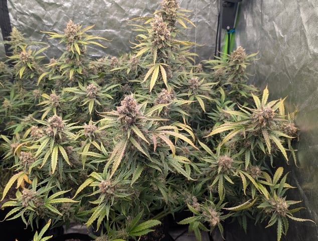 Strawberry Cheesecake Seedsman Seeds Autoflowers x2 — flower, day 102