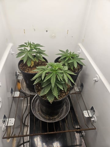 "NO CHEMA CUH" — vegetative, day 28