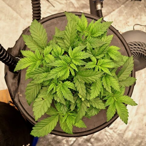 Blackberry Kush — vegetative, day 41