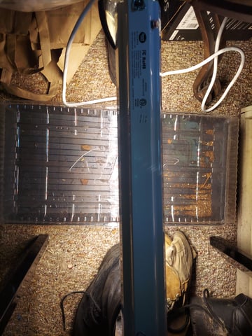 Reboot trial — germination, day 3