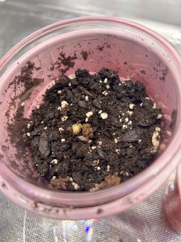 First Ever Grow GT — seedling_rooting, day 7