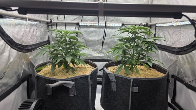 Strawberry Sugar  — vegetative, day 37
