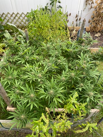 queen of soul X cap junky  — flower, day 166