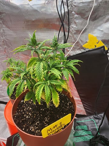 HE1E we GROW  — vegetative, day 71