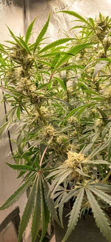 newest ggs setup grow — flower, day 60