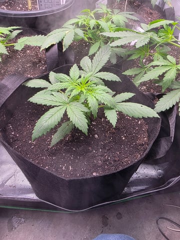 Pineapple Express  — auto, day 5