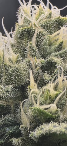 strawberry guava bx — flower, day 5