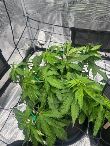 2025-26 harvest INDOOR — vegetative, day 73