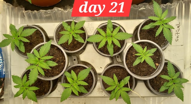 Critical Feminisiert Ganjafarmer  — vegetative, day 18