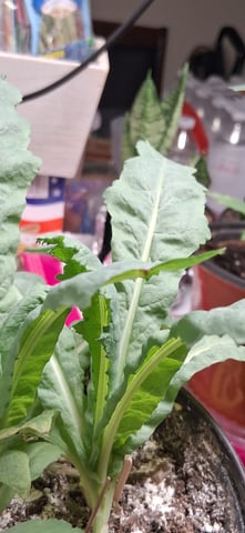 blueberry funk — vegetative, day 63