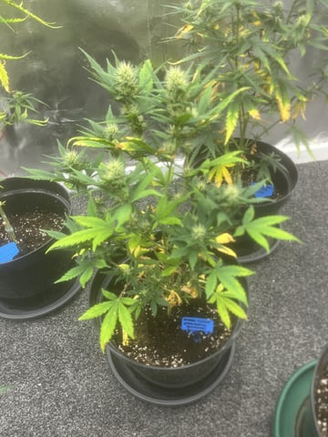 3autos and 2 fem  — flower, day 106