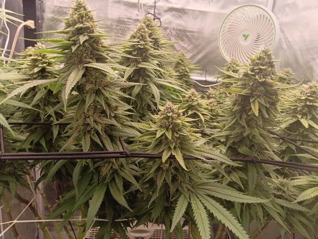 Starfighter/Ohio Guptilla Hybrid — flower, day 32