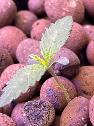 1st Ever Grow (Fat Bastard)(RDWC)  — seedling_rooting, day 9