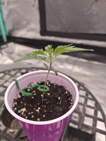 zlurricane blast — seedling_rooting, day 15