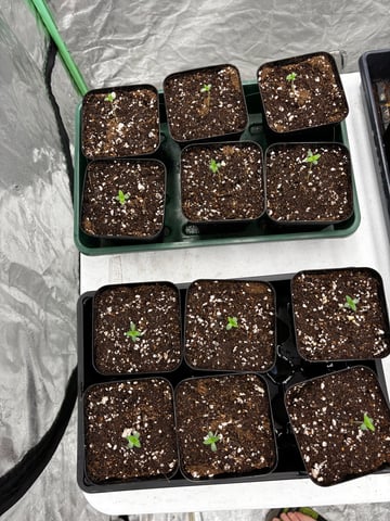 Pink Passion Fruit — seedling_rooting, day 6