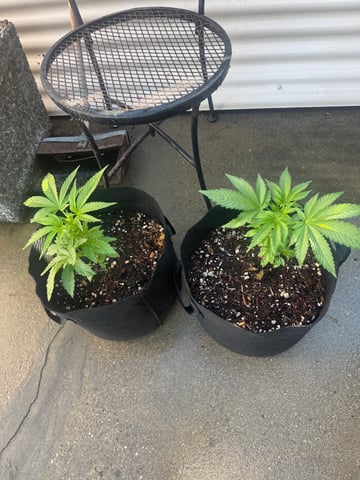 ice breaker 1 and 2  — vegetative, day 14