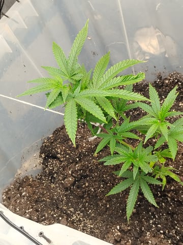 jelly cake — vegetative, day 1