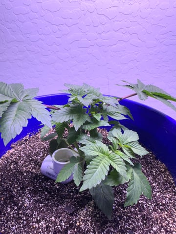 Grow#2 — seedling_rooting, day 18