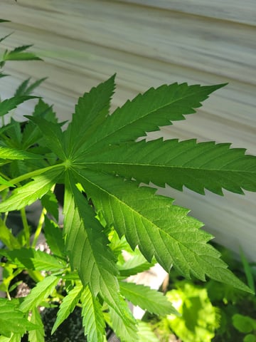 Watermelon Auto — vegetative, day 38