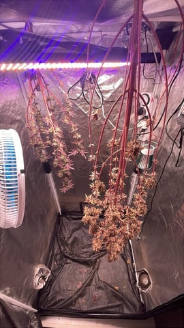 Tangie — harvest, day 134