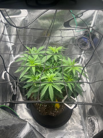 2nd Run — vegetative, day 56