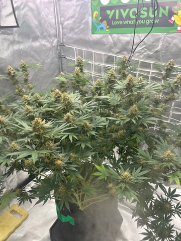 Barney’s Farm  — flower, day 82