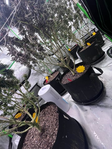 Rookie — flower, day 38