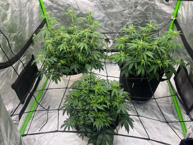 Autoskunk and OG Kush — flower, day 52