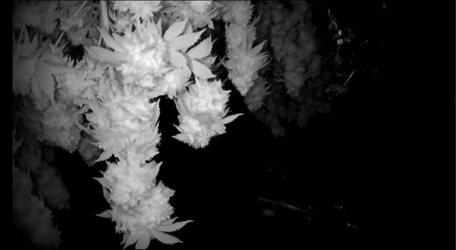 new bee's  — vegetative, day 53