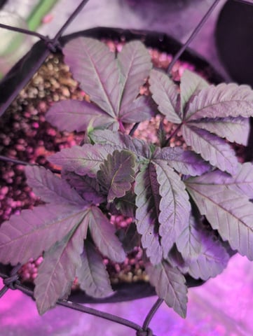 2025-26 — vegetative, day 18