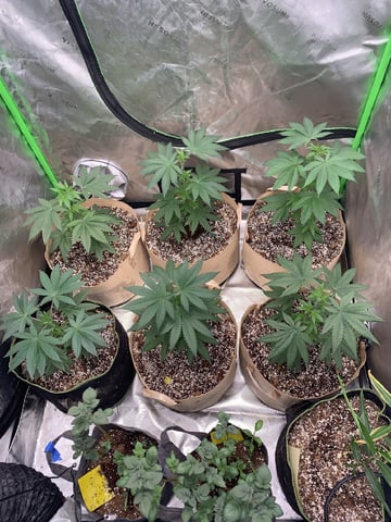 Papaya Frosting  — vegetative, day 41