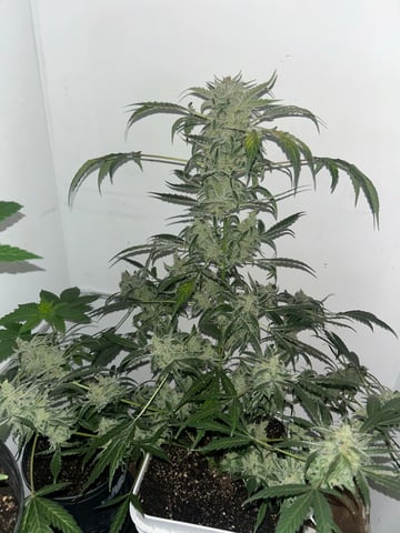 Gigawatt  — flower, day 126