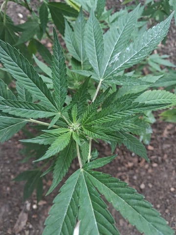 My First Grow — vegetative, day 2
