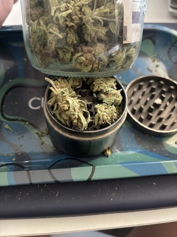 new seeds grow #2 — done, day 99