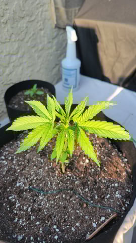 purple Kush, and Extra Large Kush — vegetative, day 14