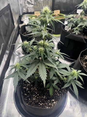 SSH and BD — flower, day 40
