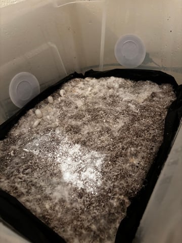 First magic mushroom grow — flower, day 63