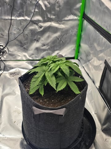 2nd grow round 2 — vegetative, day 23
