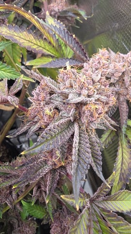 Purpz