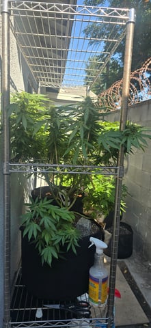 Mystery Weed Plant — flower, day 131