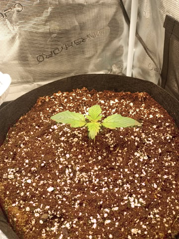 Pineapple Trainwreck  — vegetative, day 14