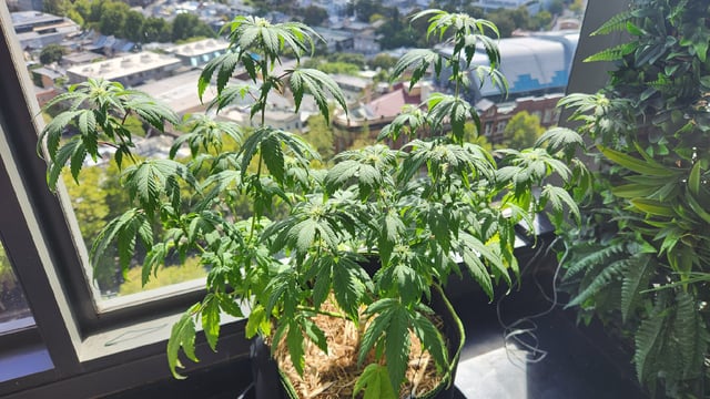 Royal Highness — flower, day 82