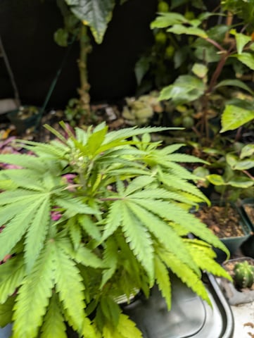 Black African Magic — vegetative, day 28