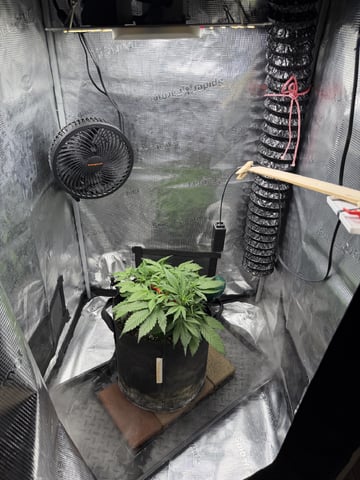 Gorilla Cookies 2nd Try — vegetative, day 41