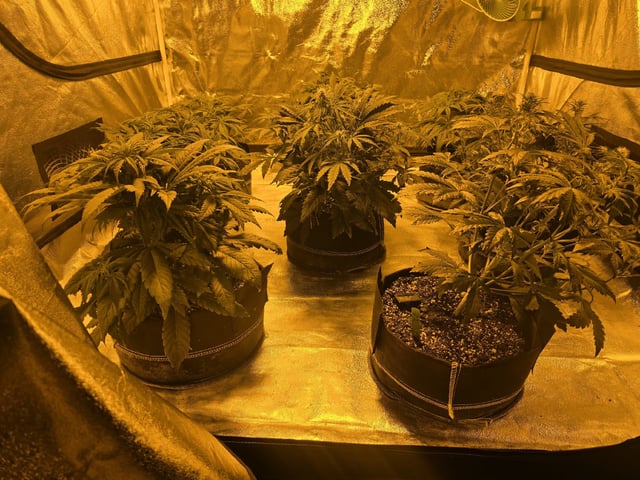 Autos AGAIN — vegetative, day 42