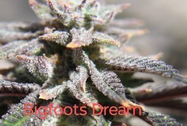 Second Grow — flower, day 51