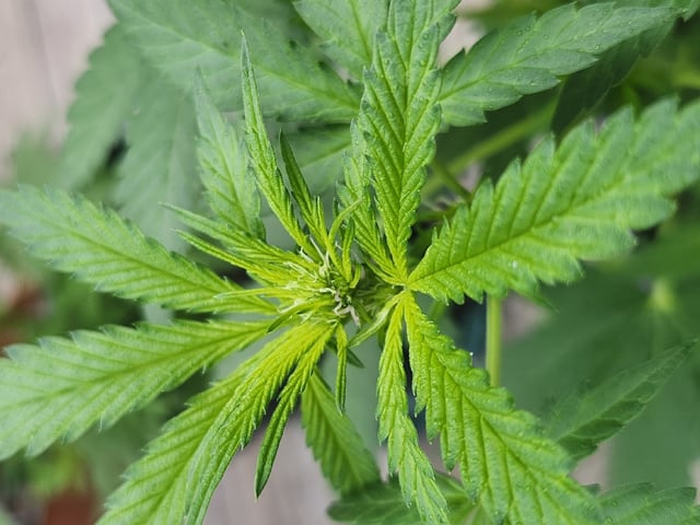 Third year Grow — vegetative, day 3